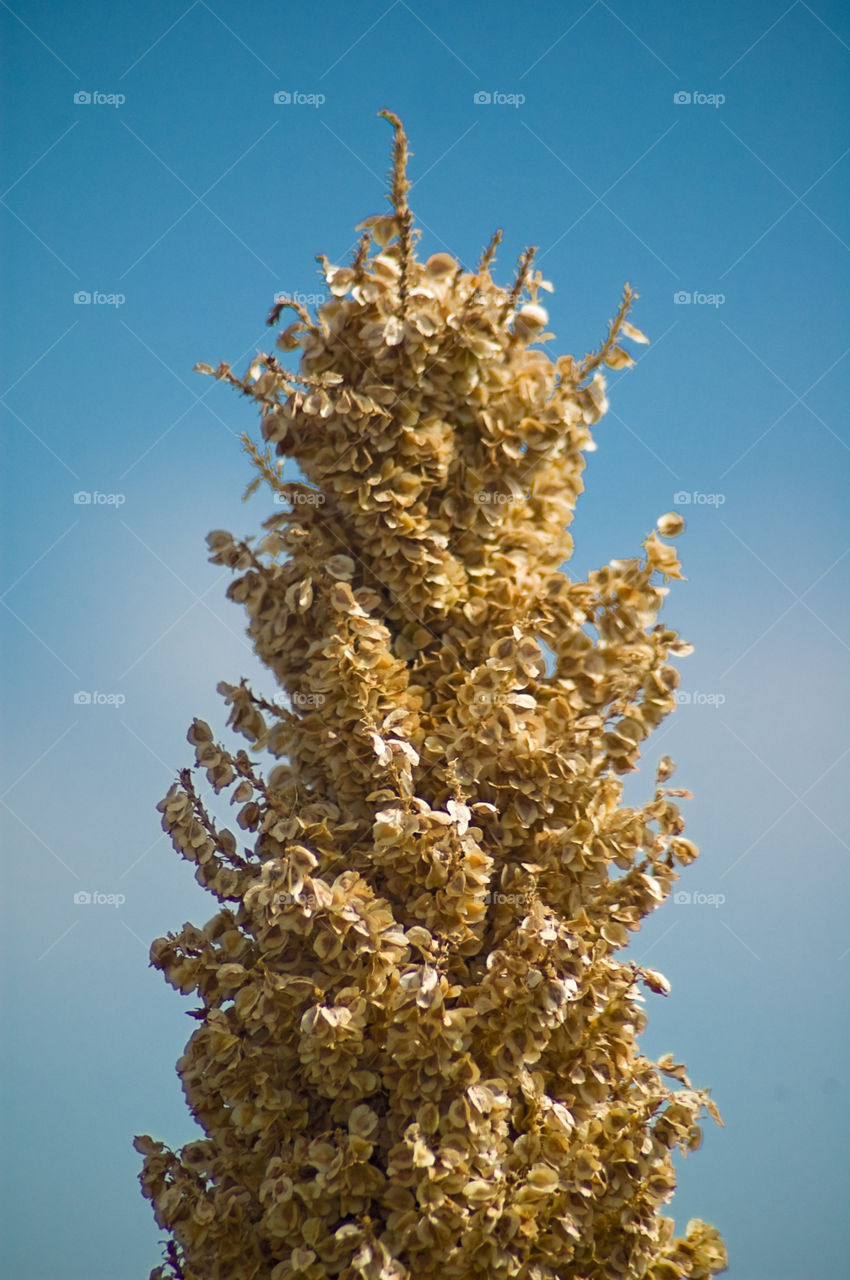nature plant seeds yucca by bushler14