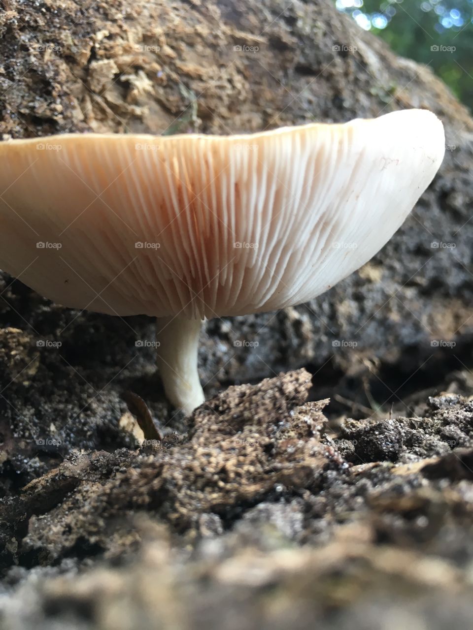 Ufo looking mushroom 🍄