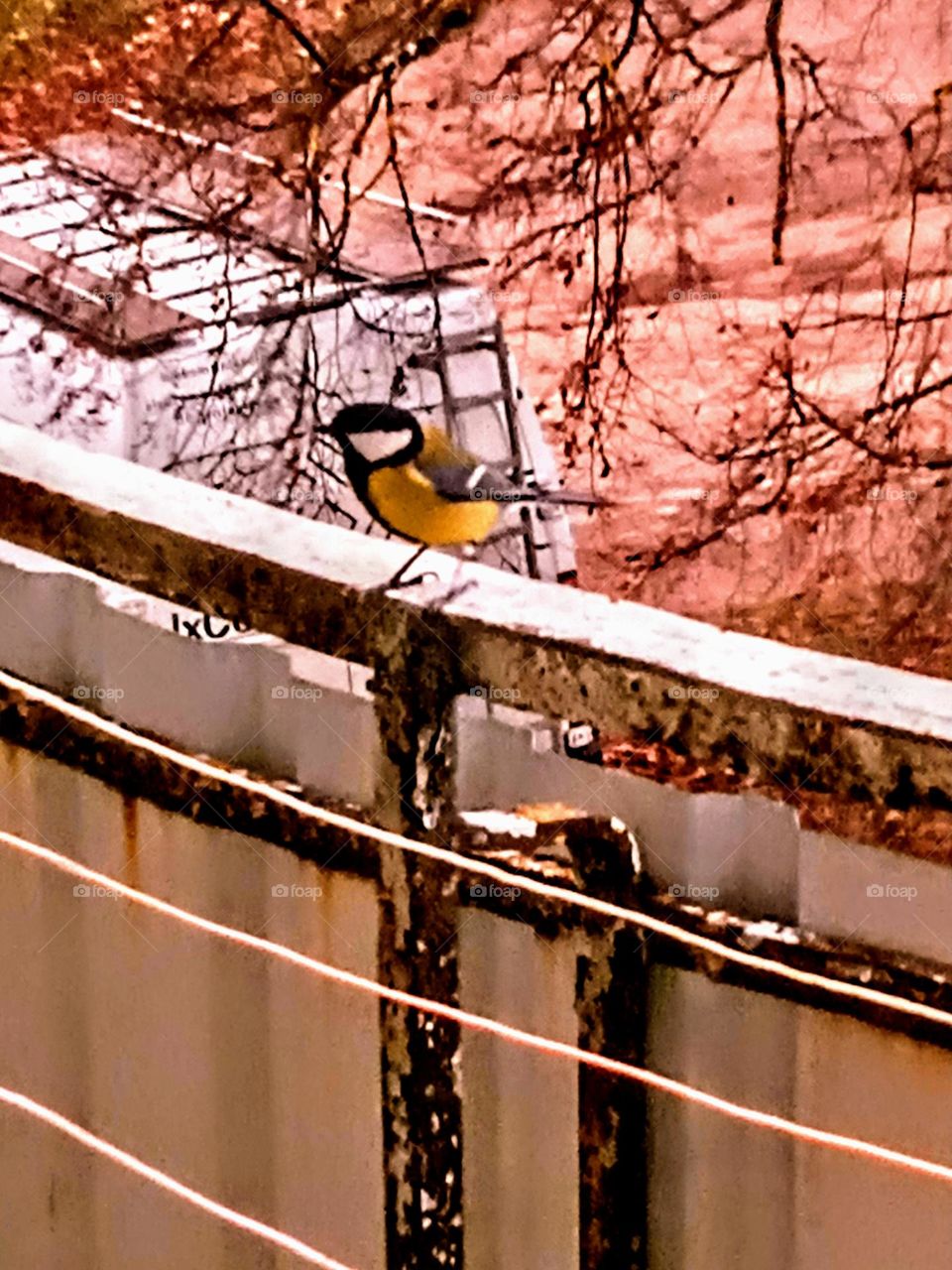Titmouse on the balcony