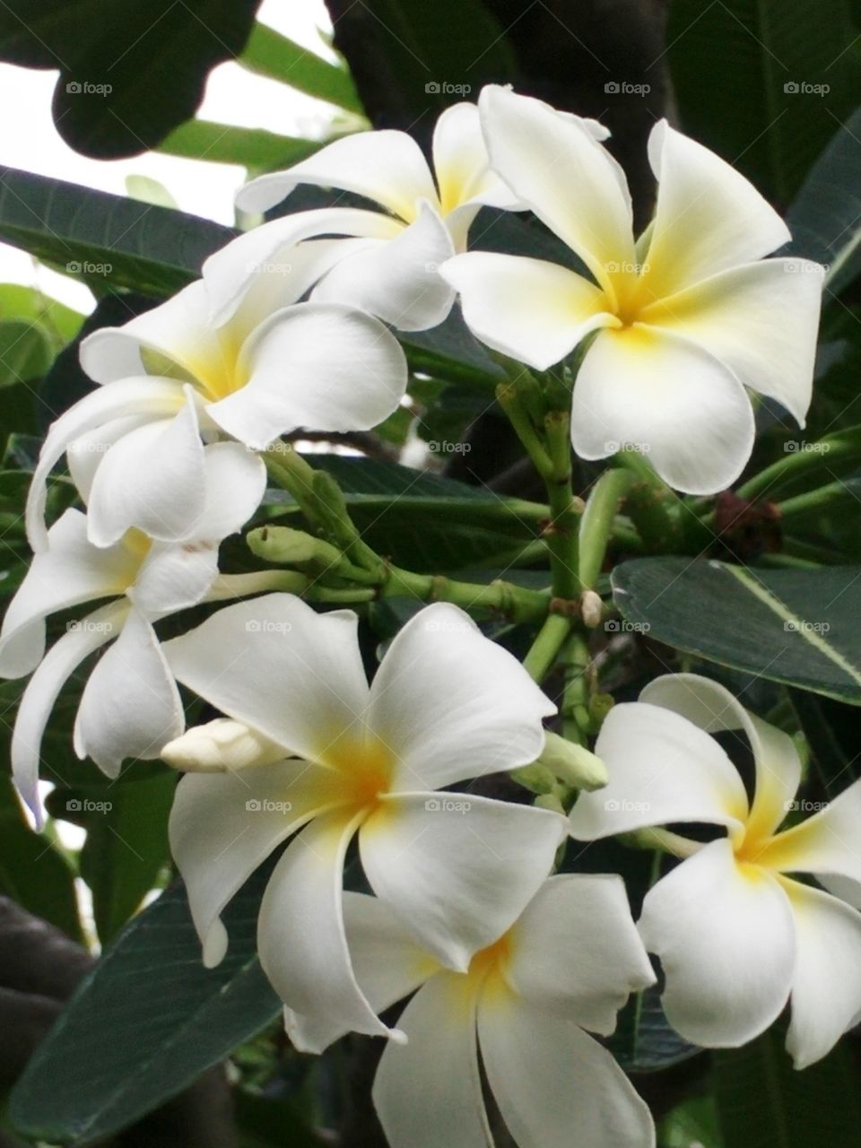 flower. white flower