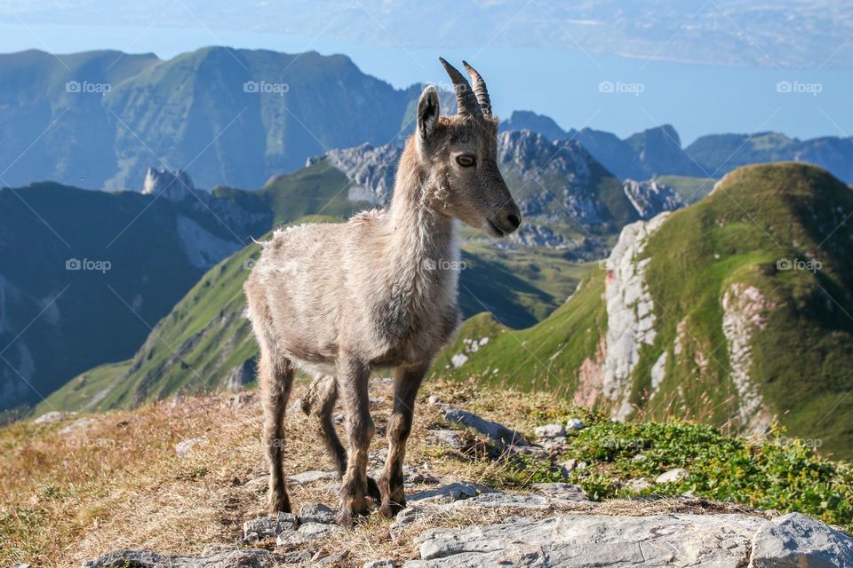 meeting a small ibex in a sommet of mountains