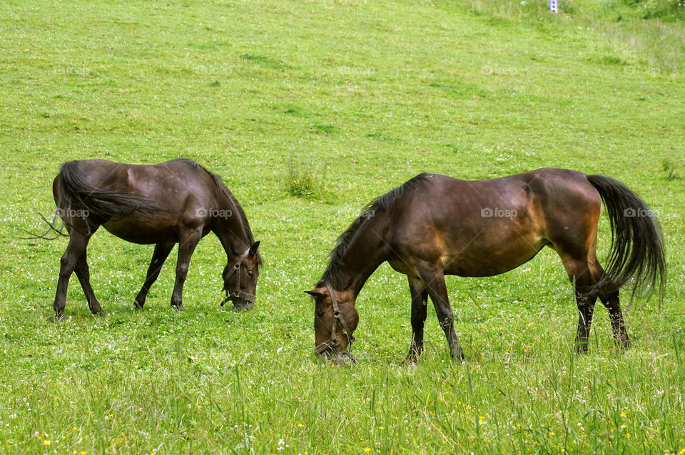 Horses 2