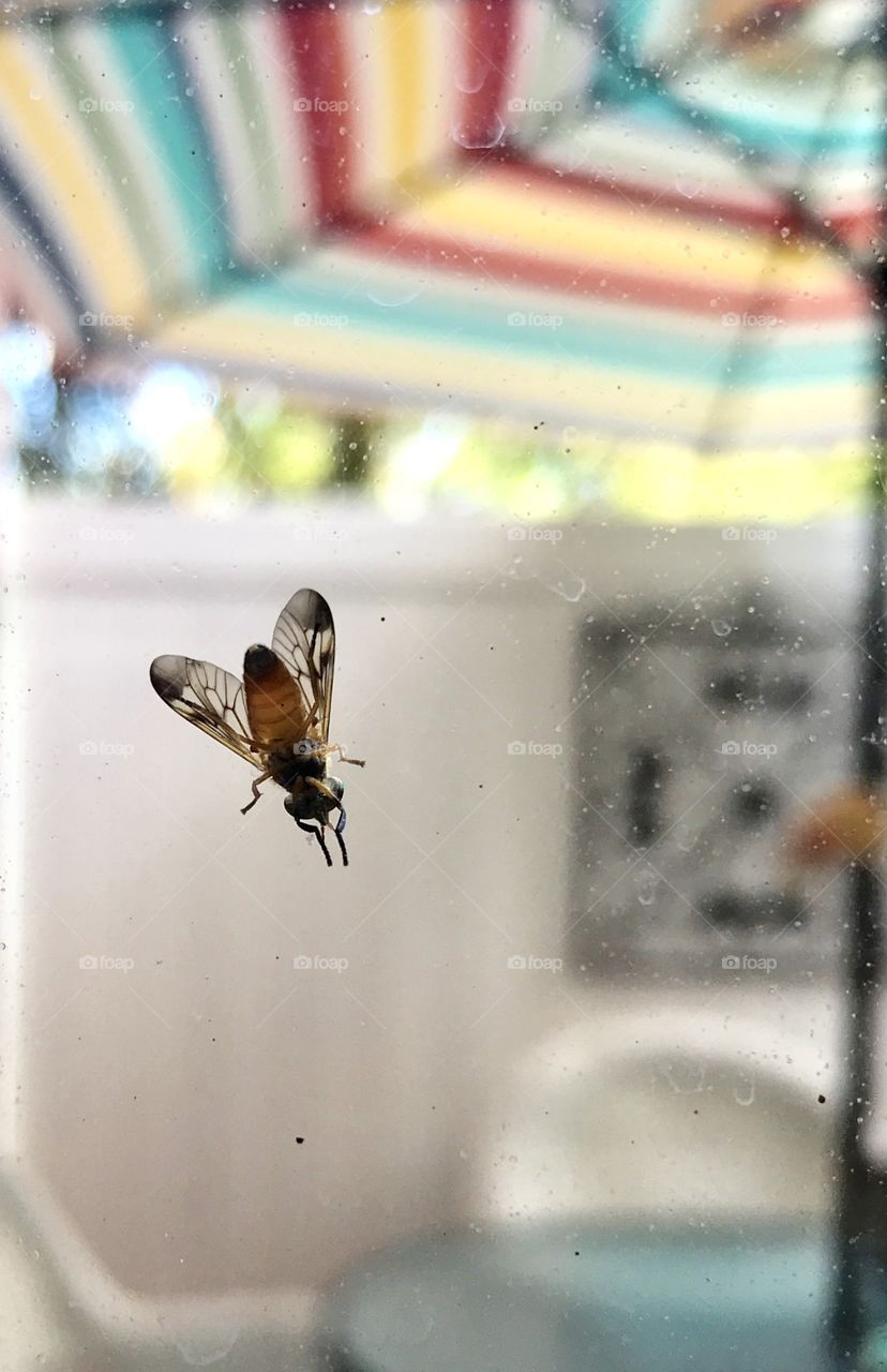 Summer time pests and bug Deer fly 