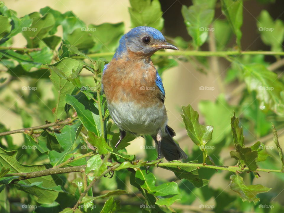 Eastern Bluebird in an oak tree