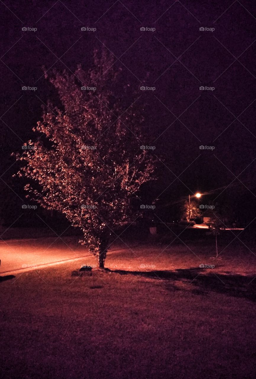 midnight glow. street light shinning in a tree