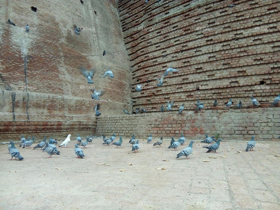 feeding the birds before ancient fort (Qila mubarak)  at ancient city Bathinda.
