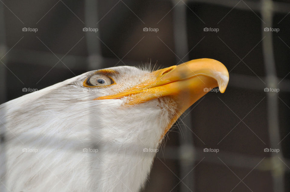 center bird eagle fauna by refocusphoto