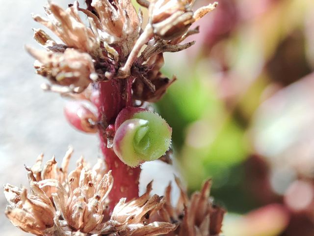 New life growing
