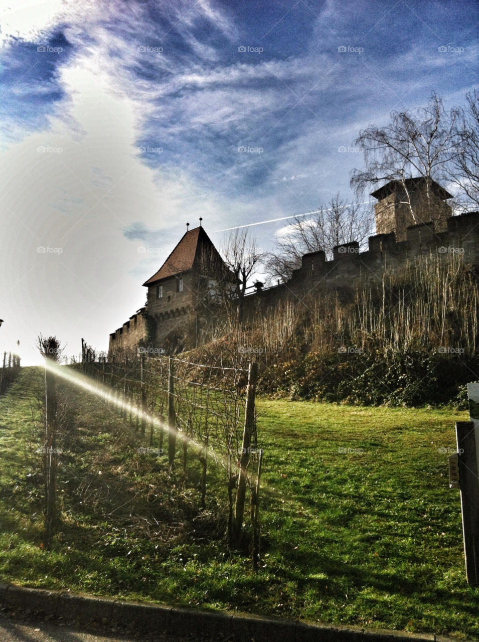 winter vineyard tree sunny by nivoa