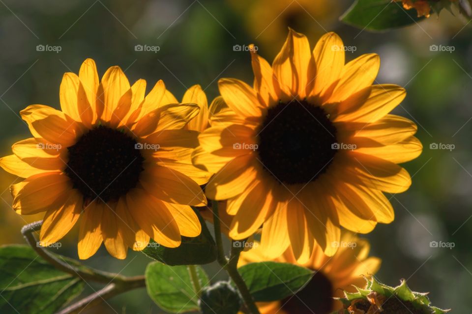Sunflowers... 