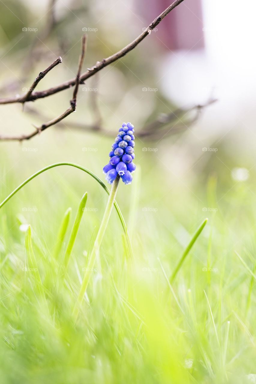 a close up portrait of a blue grape hyacinth flower in a grass lawn of a garden during an overcast day.