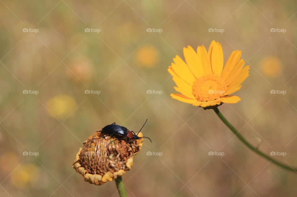 Standing on a flower