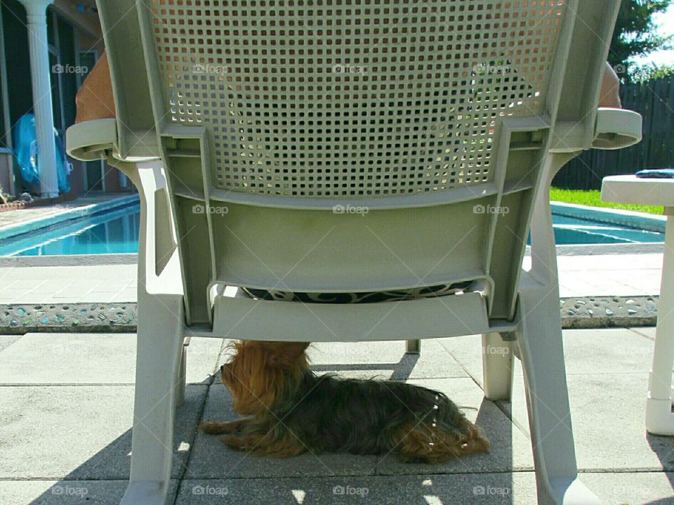 lounging poolside during the lazy dog days of summer