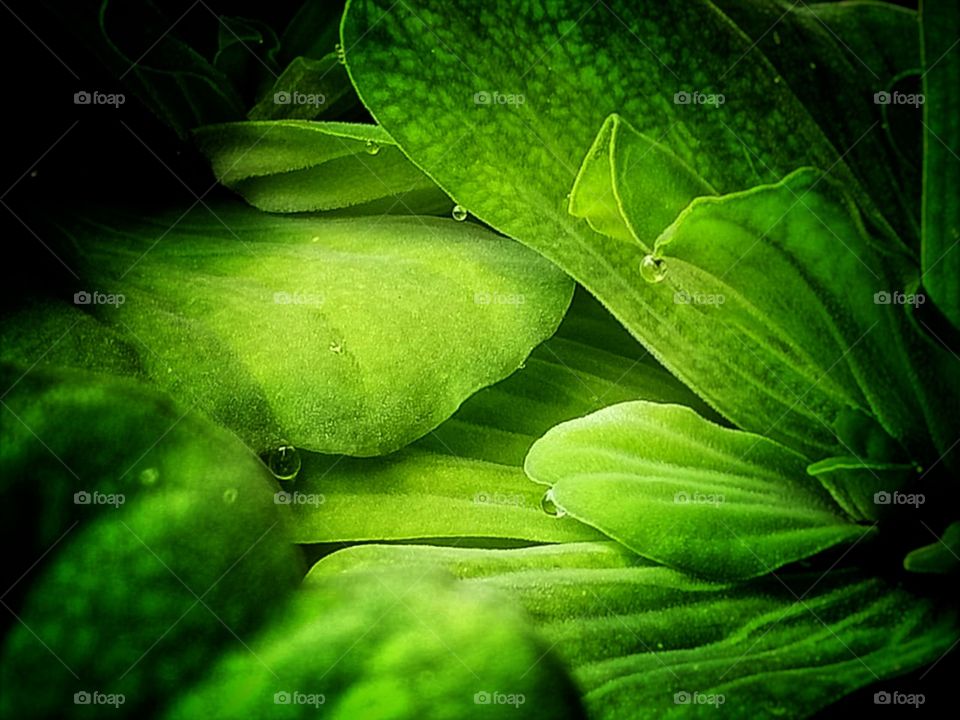 green colour water plany