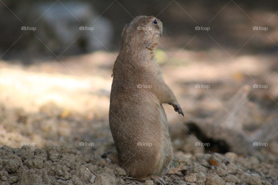 prarie dog