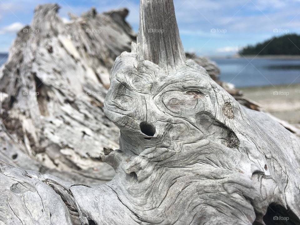 Close up of of driftwood along the Washington Coast