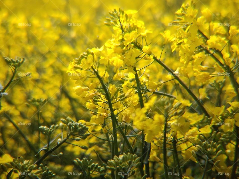 rapeseed field