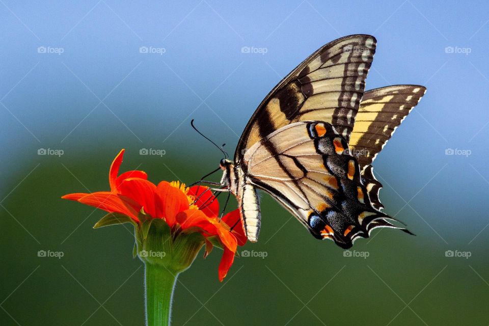 Beautiful and colourful butterfly