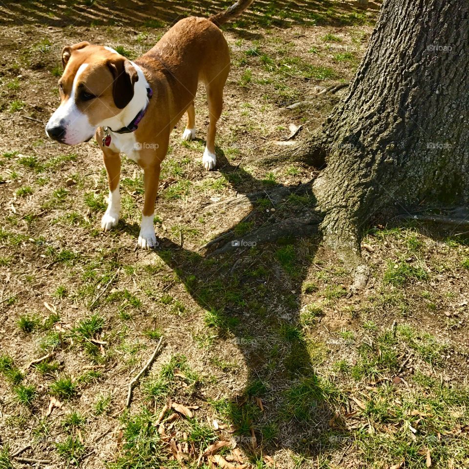 Dog & Tree with Shadows