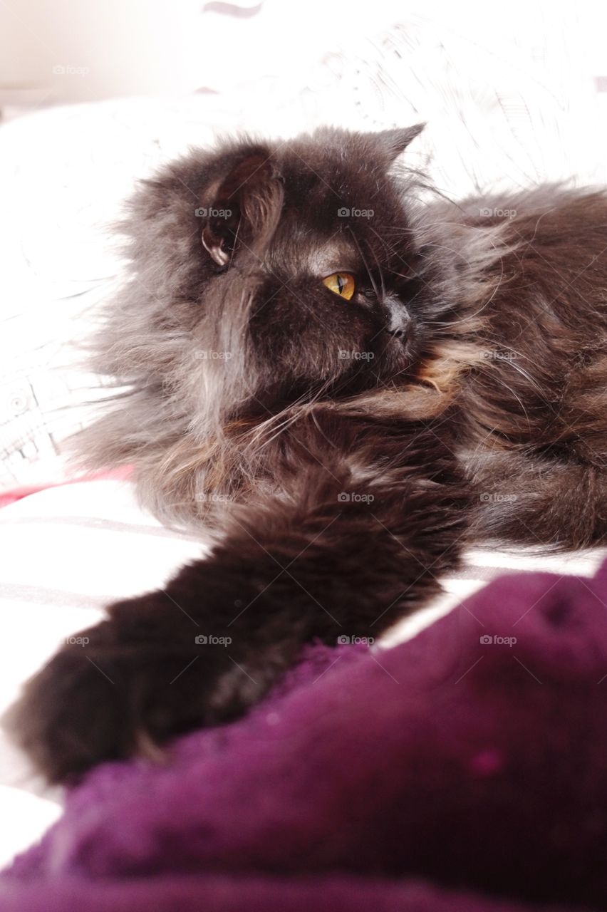 British longhair black cat 