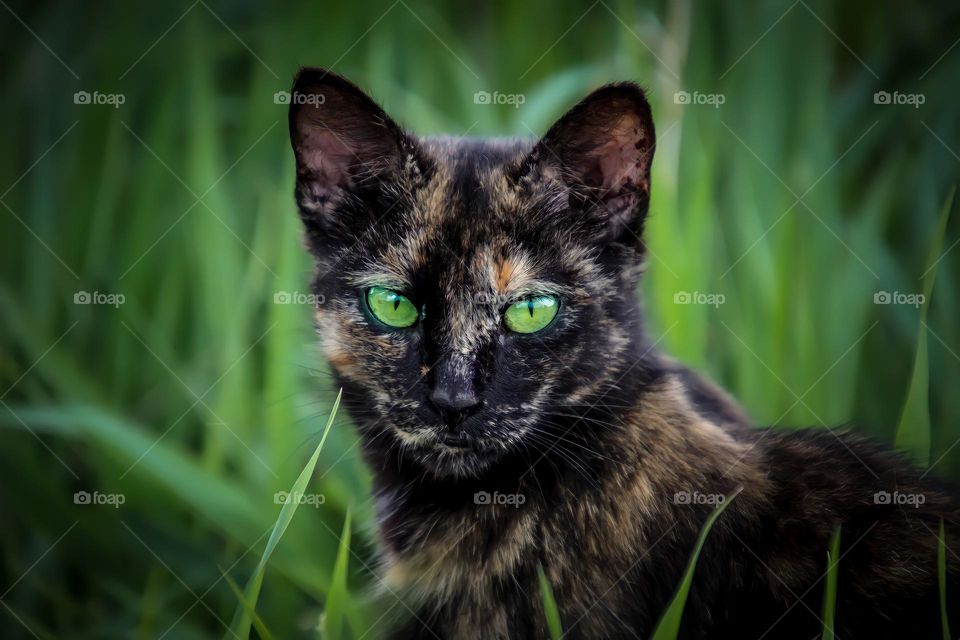 Street cat in grass
