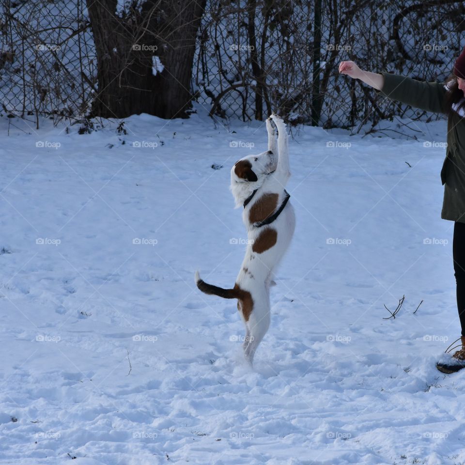 Cute dog having fun playing in snow with his owner 
