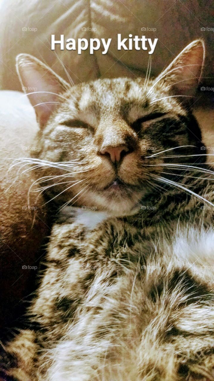 Happy kitty, Grady at his cuteness