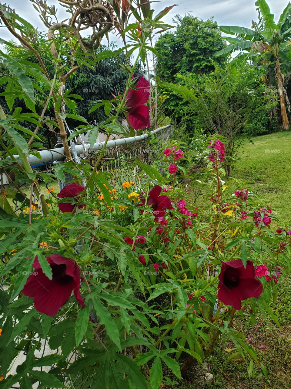 beautiful my scret garden