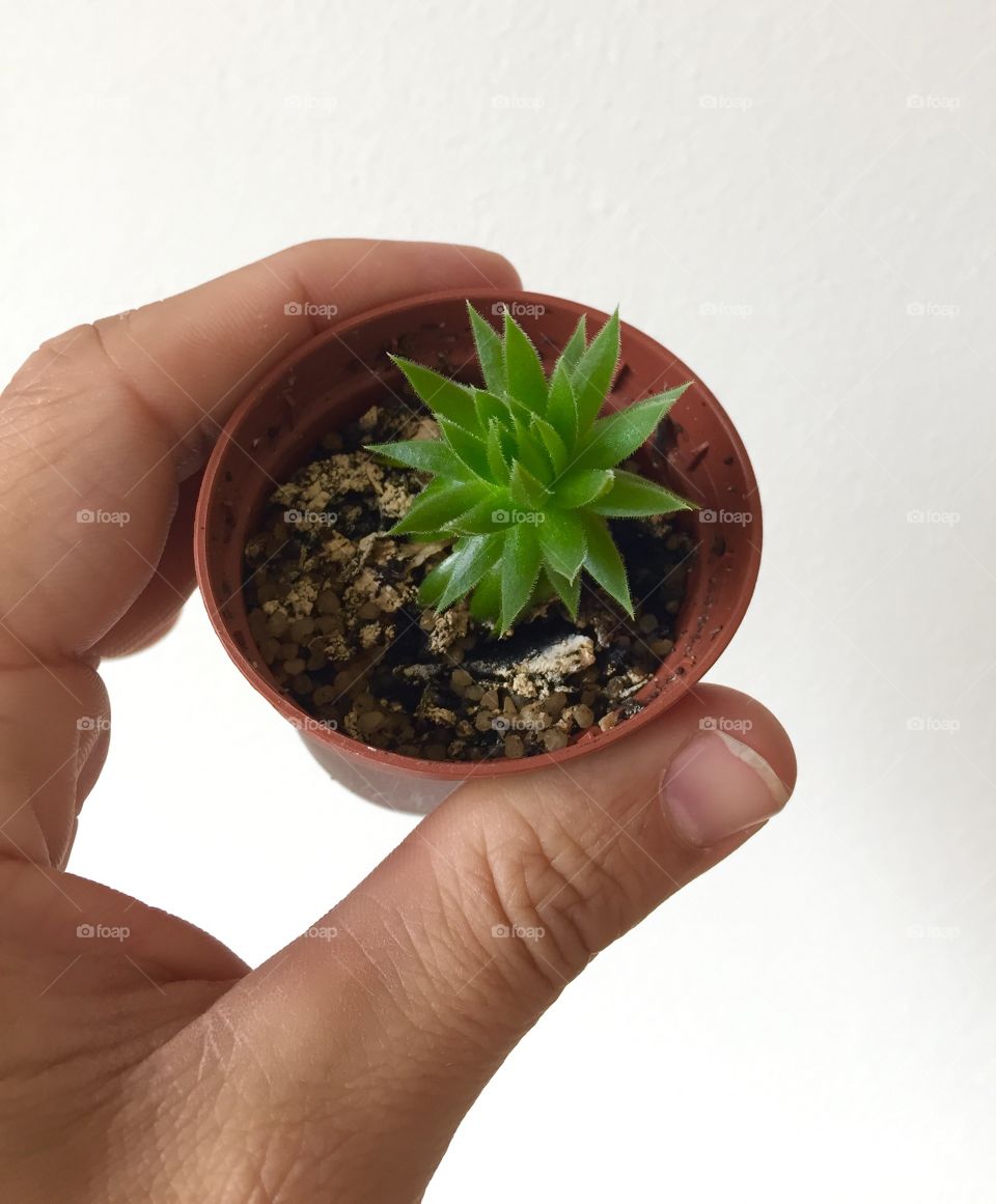 Small succulent 