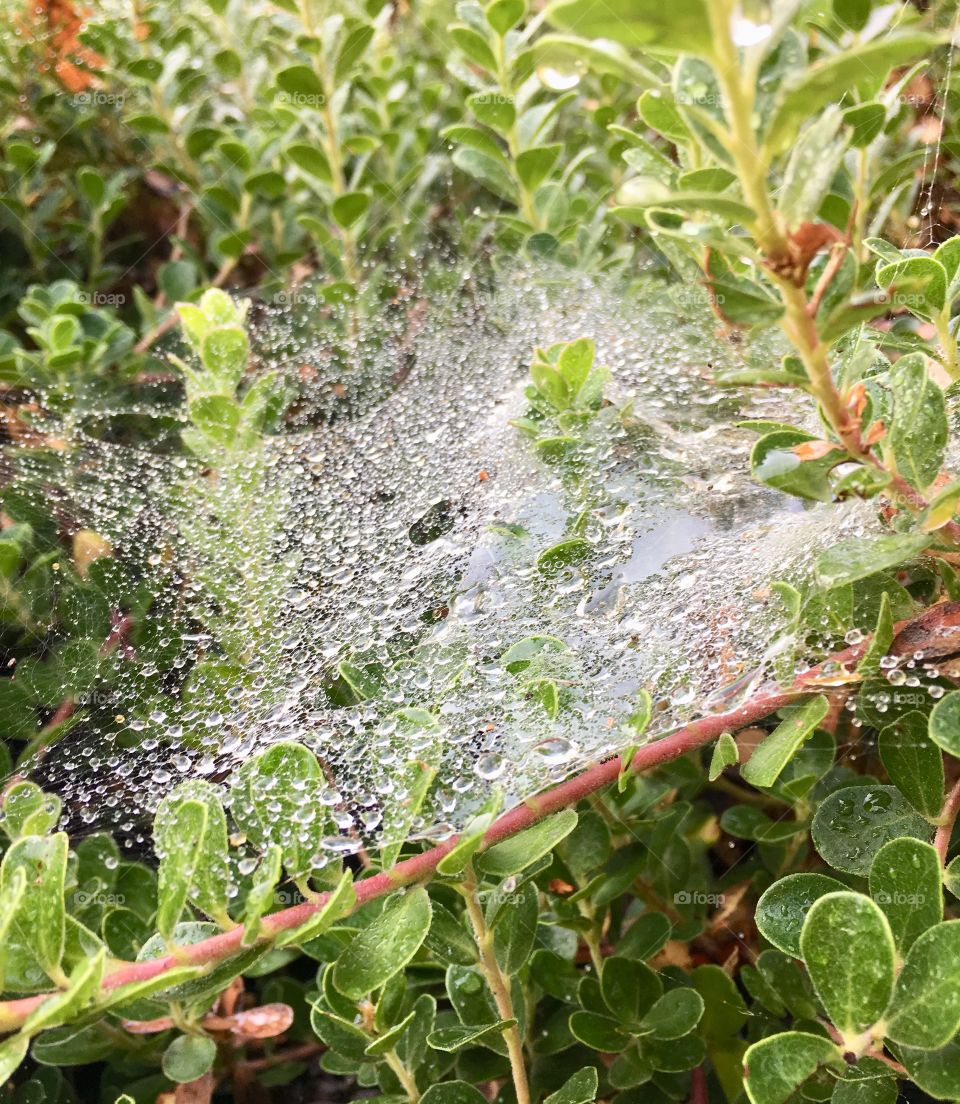 A beautiful little spiderweb filled with dew drops