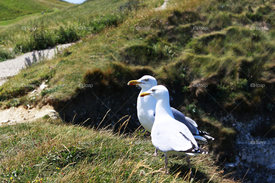 Seagulls at the cliffs in Étretat
