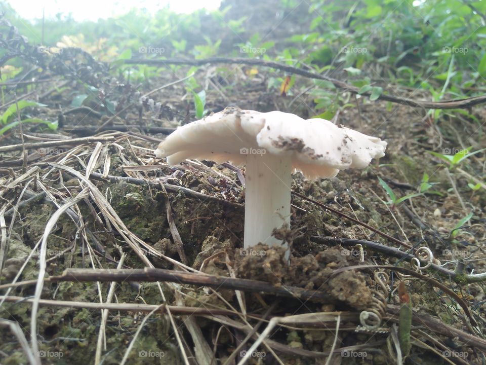 beautiful mushrooms . people eat them as cooked and fried . delicious