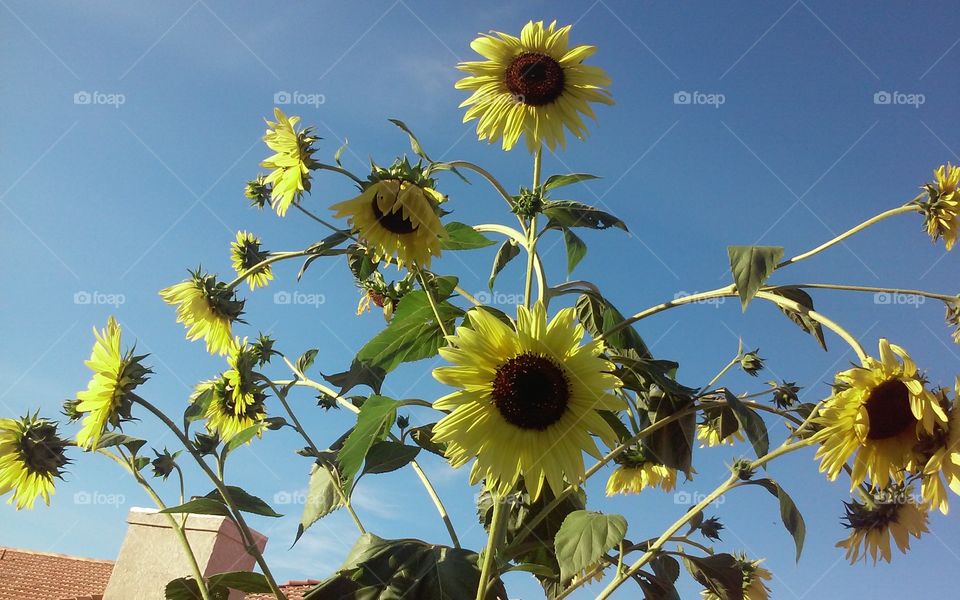 sunflowers