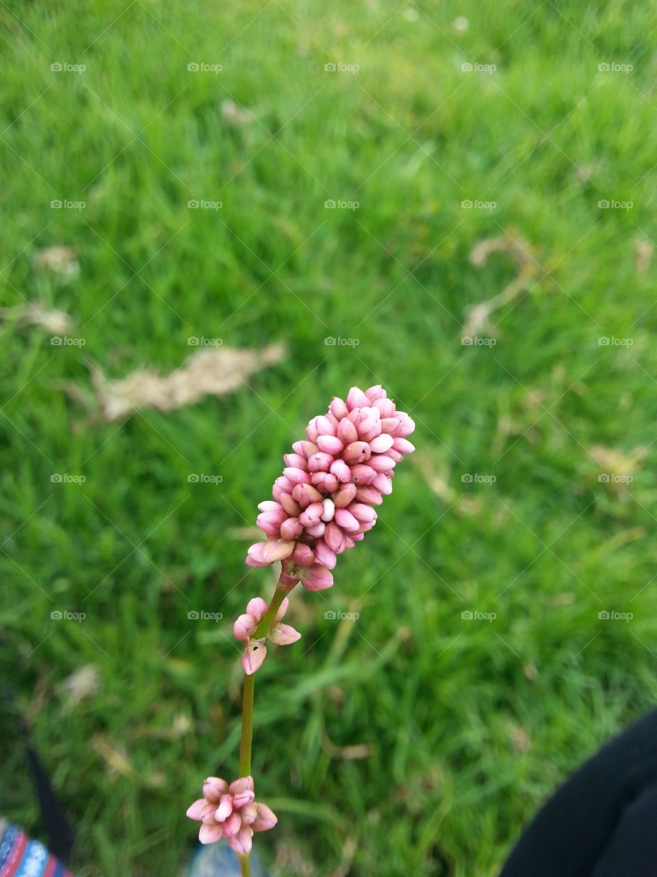 Beautiful pink flower in forest