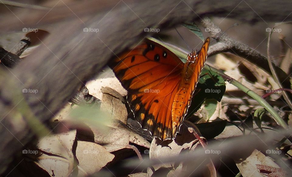 Orange butterfly on ground