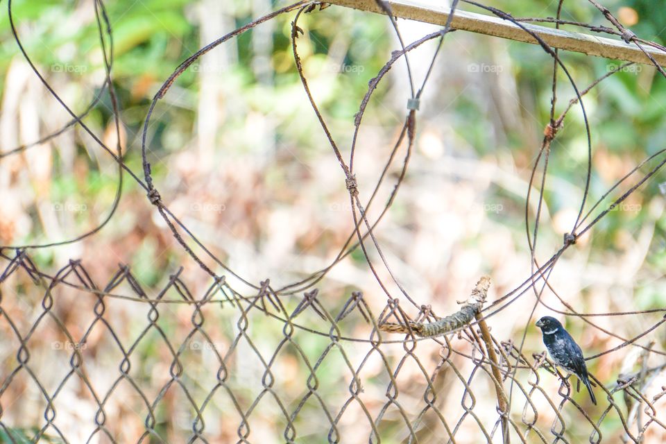 Small black bird on wire