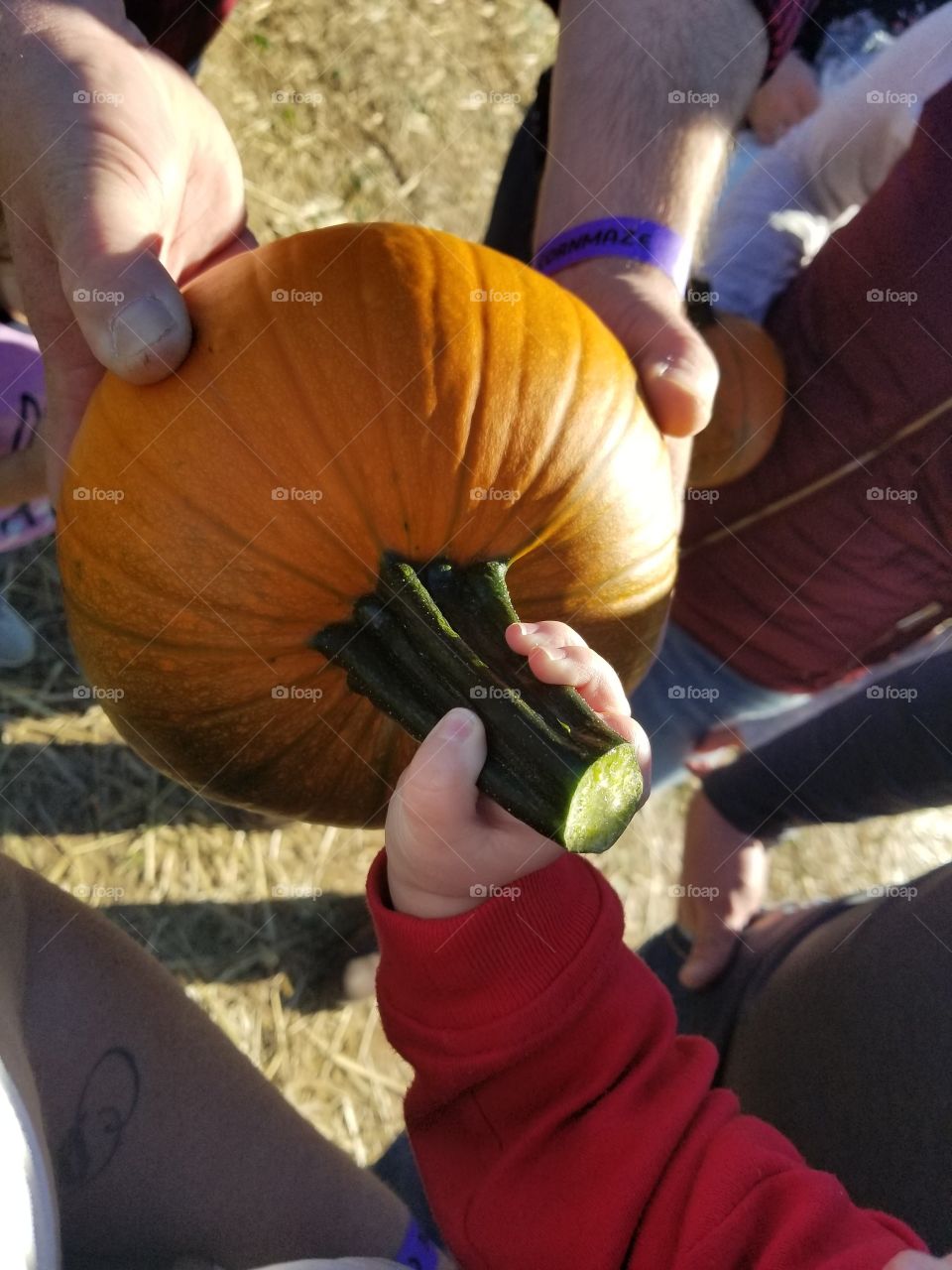 Baby's first pumpkin