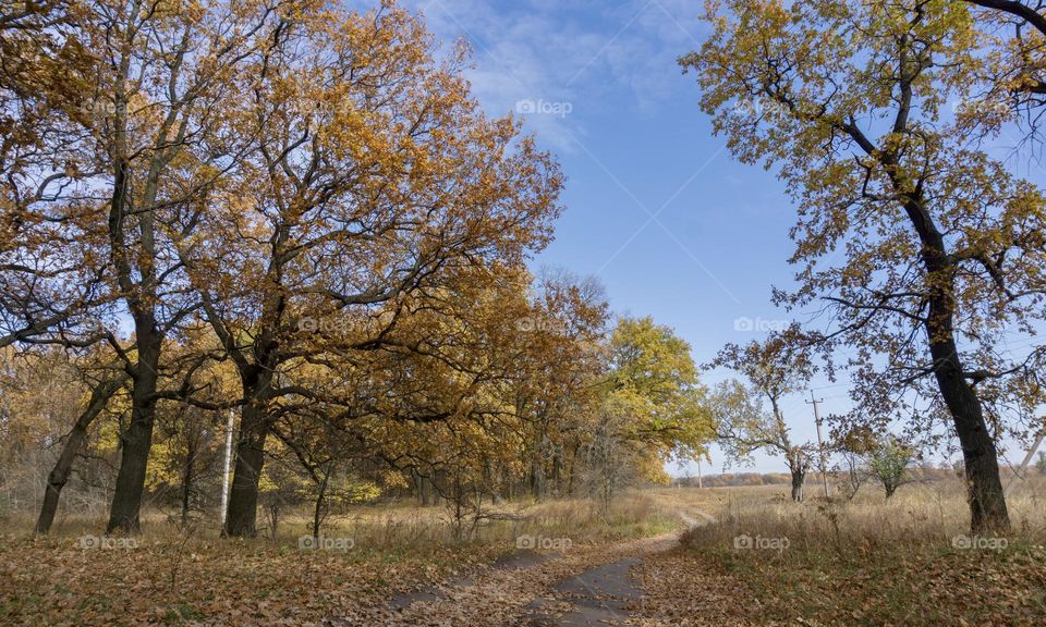 Yellow leaves, autumn season 