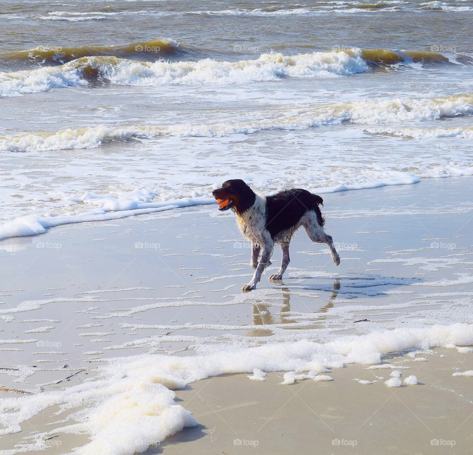 Dog at the beach