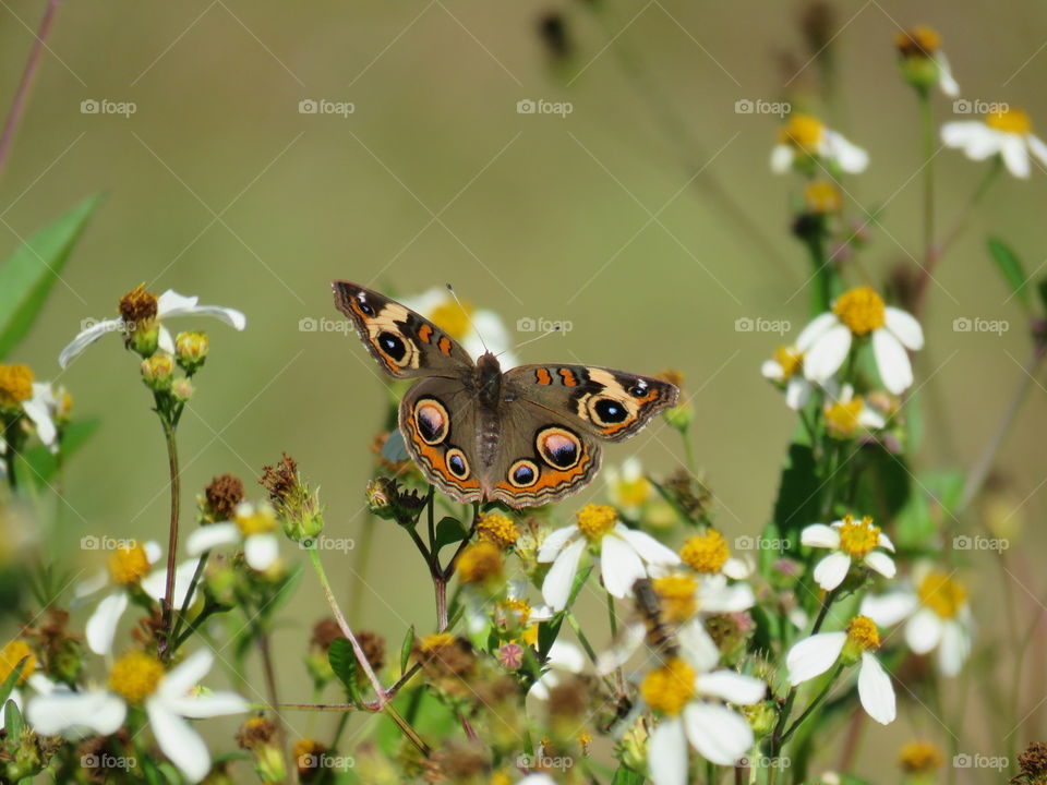 common buckeye