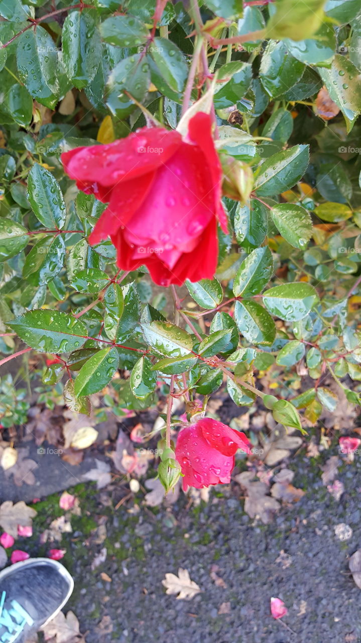 rain drops on red rose