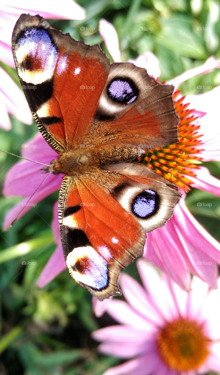 Peacock butterfly on a flower echinacea