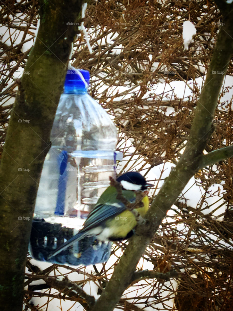 Birds in the winter.  Tit on a branch against the background of a plastic feeder with food