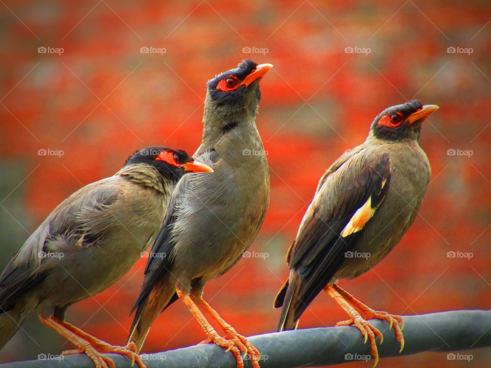 Bank myna (Acridotheres ginginianus) is a myna found in northern parts of South Asia. It is smaller but similar in colouration to the common myna but differs in having a brick red bare skin behind the eye in place of yellow.