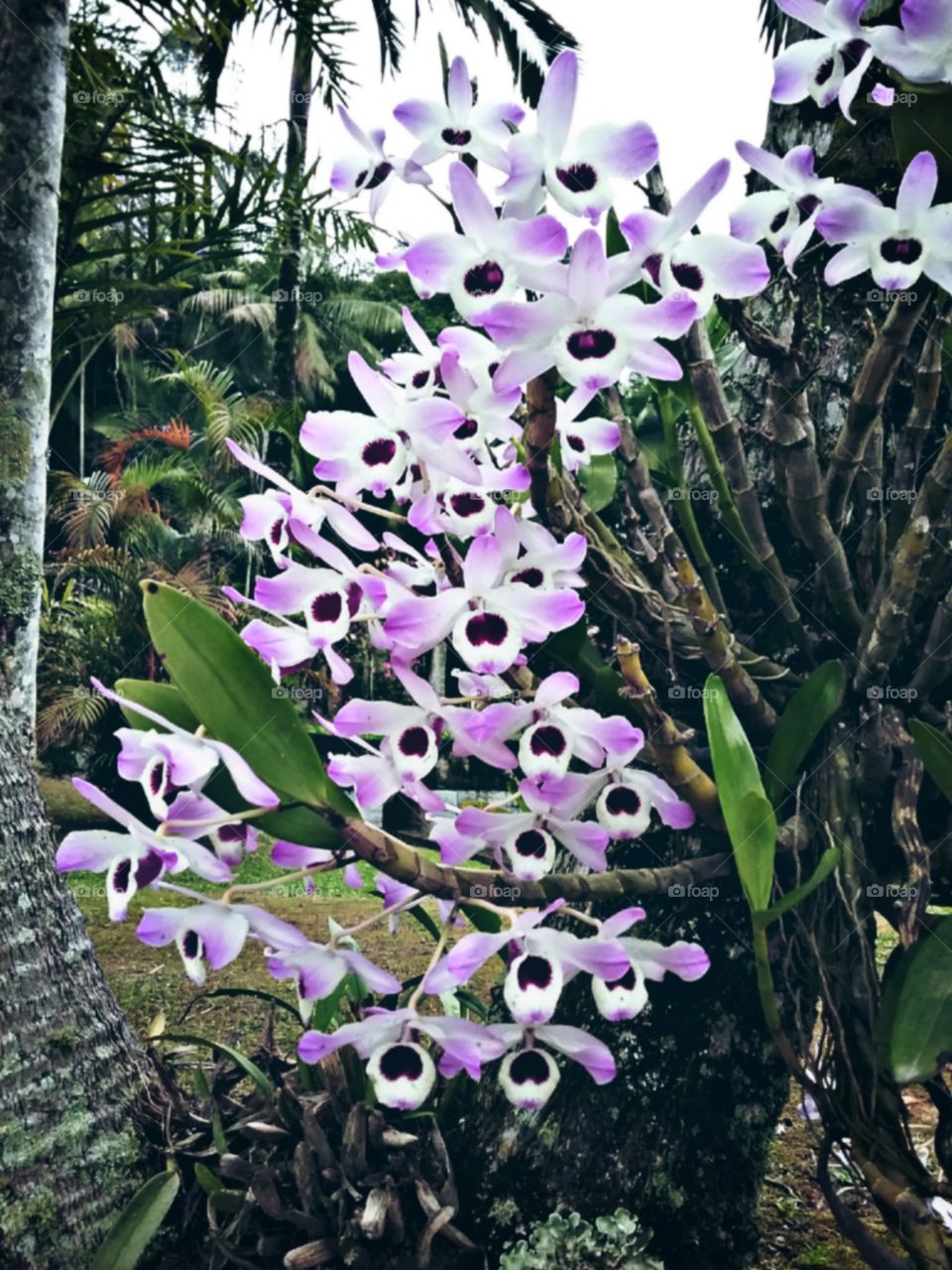 As orquídeas Olho de Boneco encantando com sua curvatura.