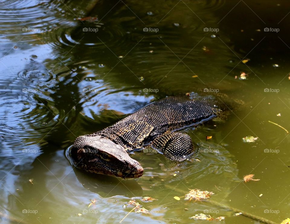 Huge lizard just chilling at a local park in Bangkok Thailand.  So big, but was told that it is a herbavor.