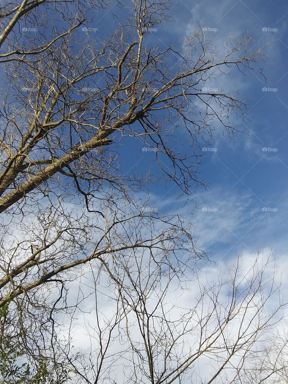 winter trees and clouds