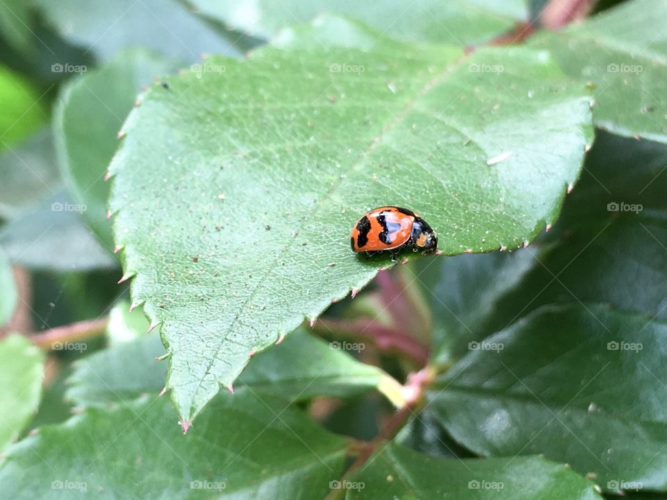 Single ladybug ladybird closeup on large green leaf 