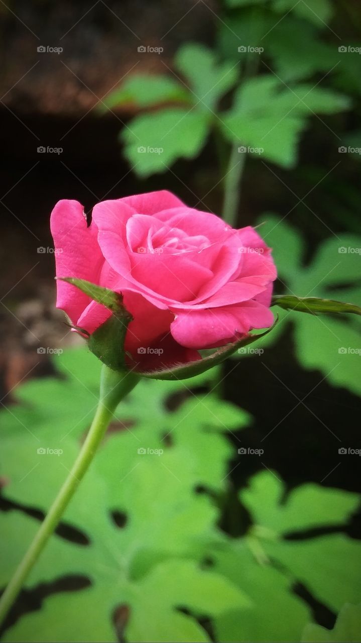 Glorious Nature, Beautiful rose