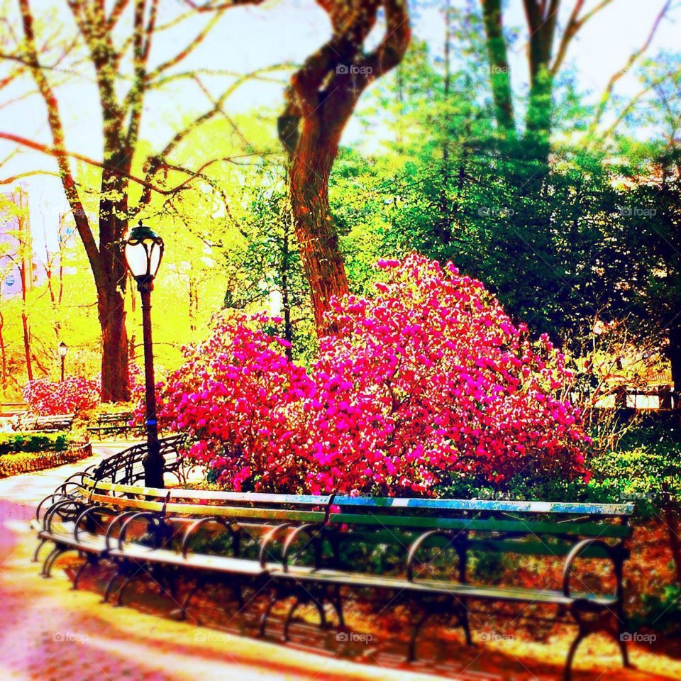 Spring in Central Park. Central Park